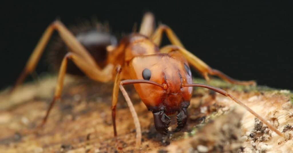 Chiuda in su della Florida Carpenter Ant