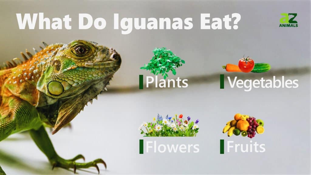 Cosa mangiano le iguane