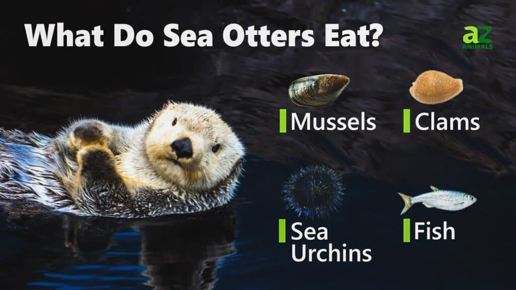 Cosa mangiano le lontre marine