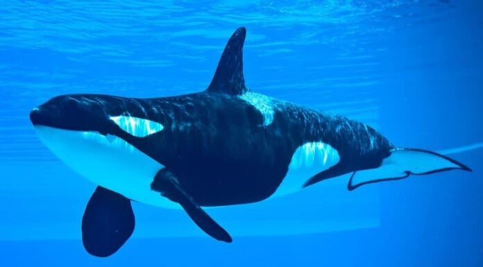  Cosa mangiano le orche assassine?  16 animali che cacciano
