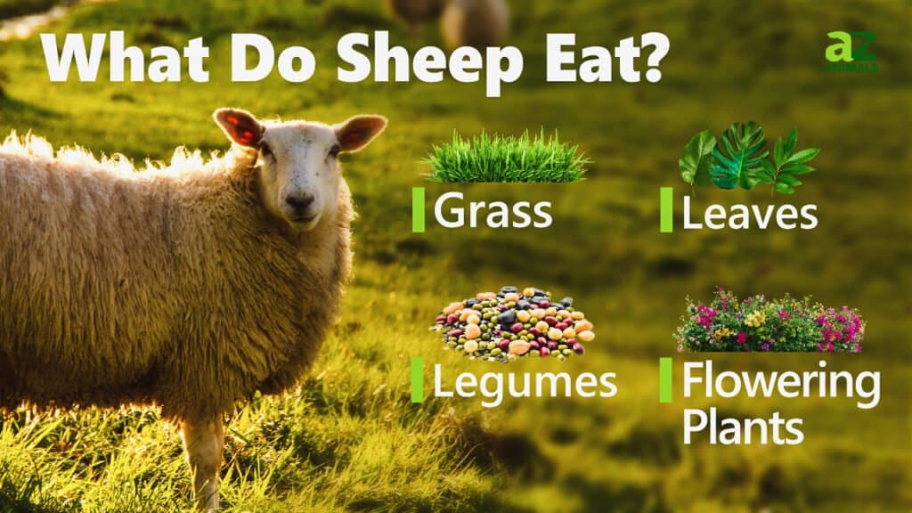Cosa mangiano le pecore