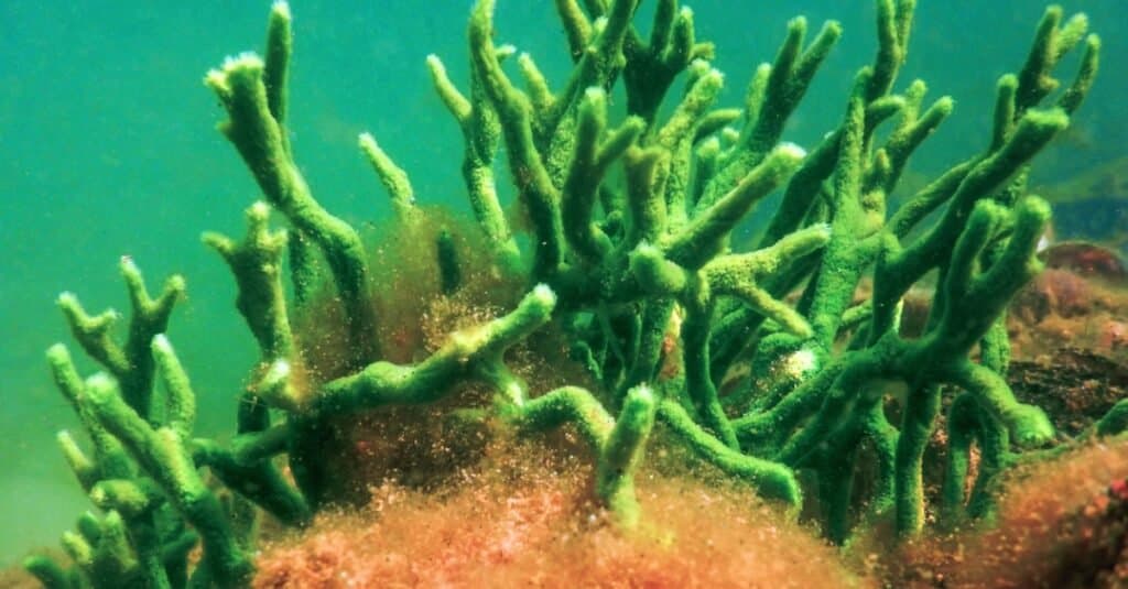 Cosa mangiano le spugne - Spugna d'acqua dolce che utilizza alghe simbiotiche per i nutrienti.