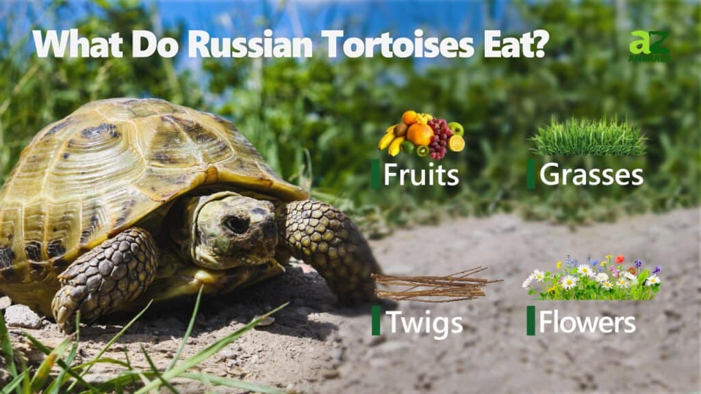 Cosa mangiano le tartarughe russe