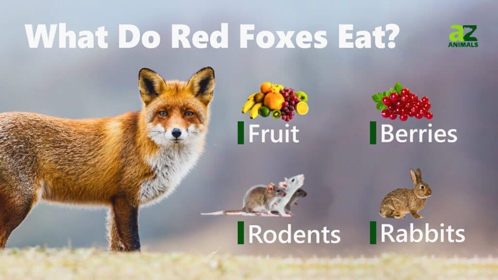 Cosa mangiano le volpi rosse