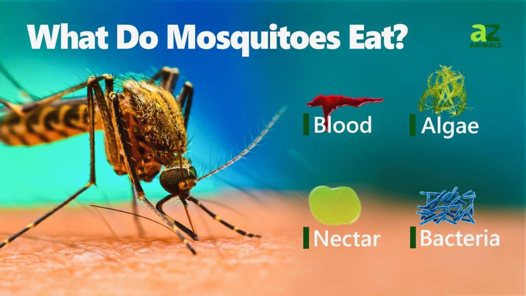 Cosa mangiano le zanzare