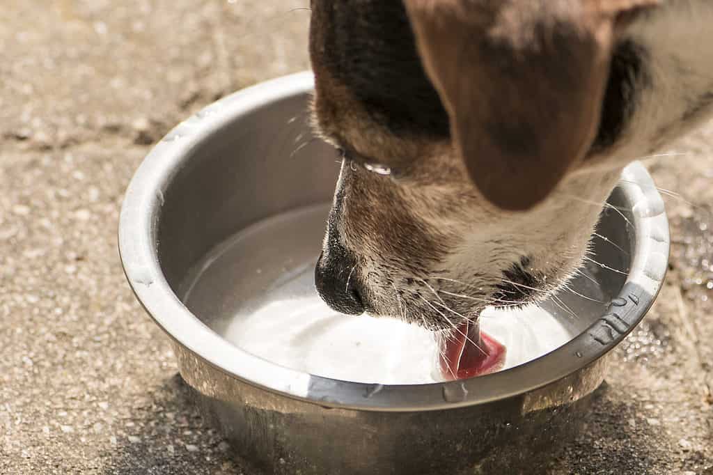 acqua potabile del cane
