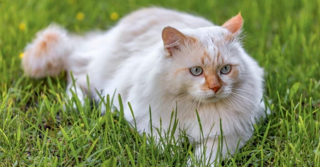 Rari tipi di gatti - Furgone turco