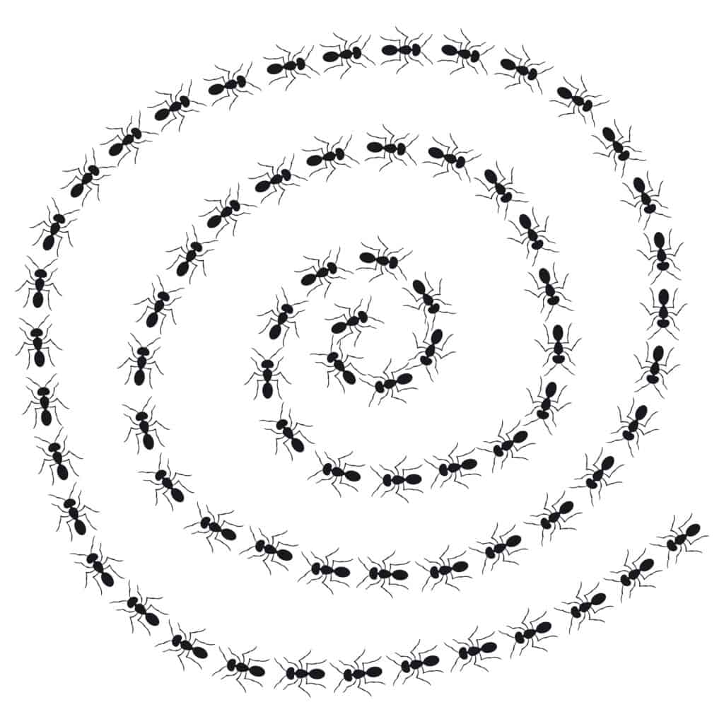 spirale della formica