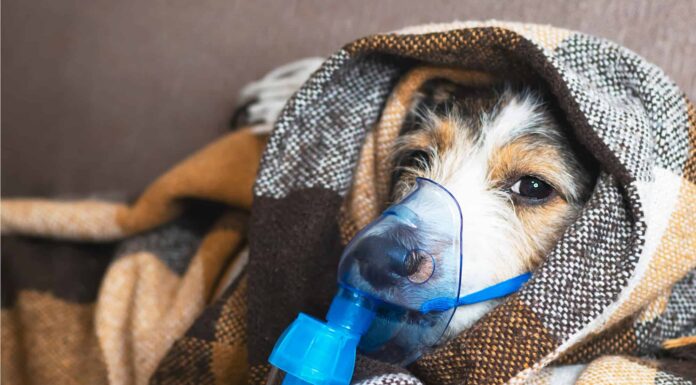 Cos'è la tosse dei canili: i 6 modi in cui i cani la prendono, segni e sintomi e come trattarla
