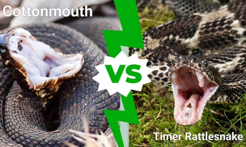 Cottonmouth vs Timer serpente a sonagli