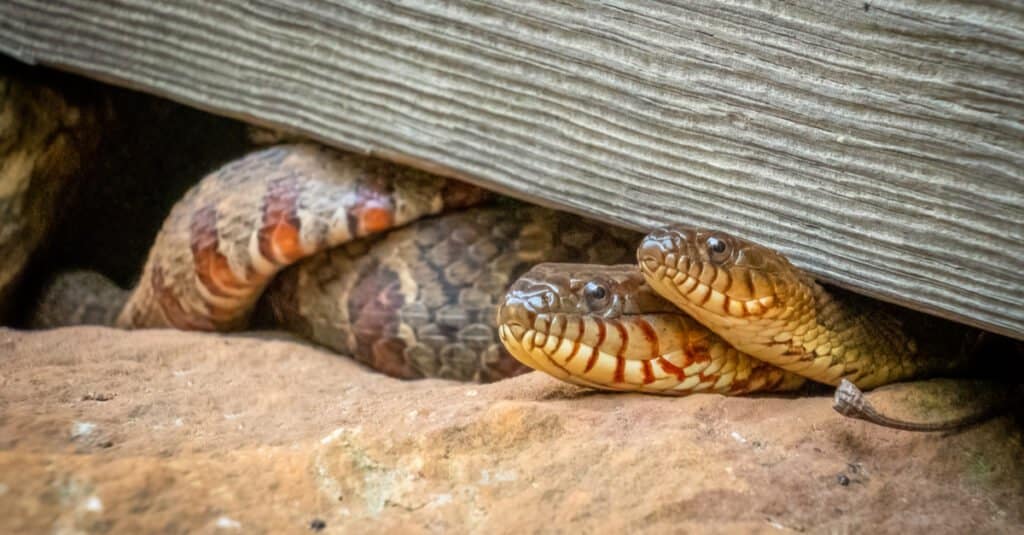 Cottonmouth contro serpente d'acqua - Coppia di serpenti d'acqua settentrionali
