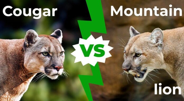 Cougar vs Mountain Lion: quali sono le differenze?
