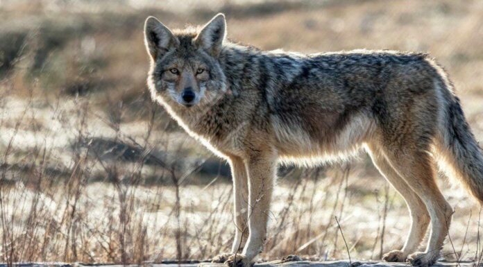  Coyote domestici: non provarlo!  Ecco perché
