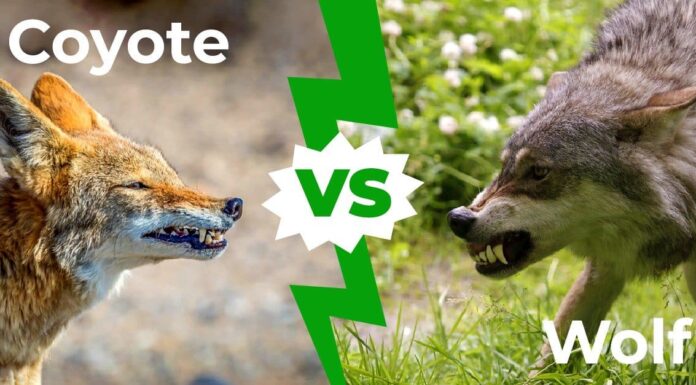 Coyote vs Wolf: le 6 differenze chiave spiegate
