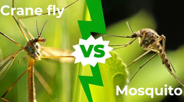 Crane Fly vs Mosquito: 6 differenze chiave spiegate
