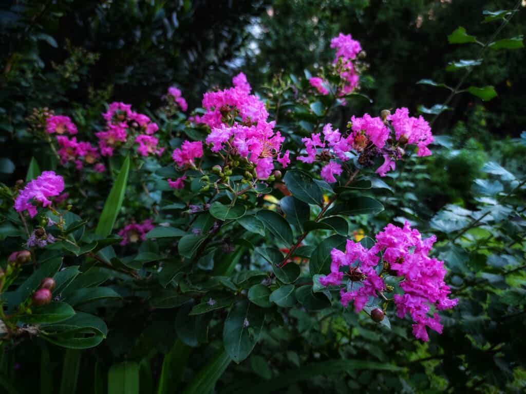 Cespuglio di mirto crespo (Lagerstroemia indica) con fiori fucsia