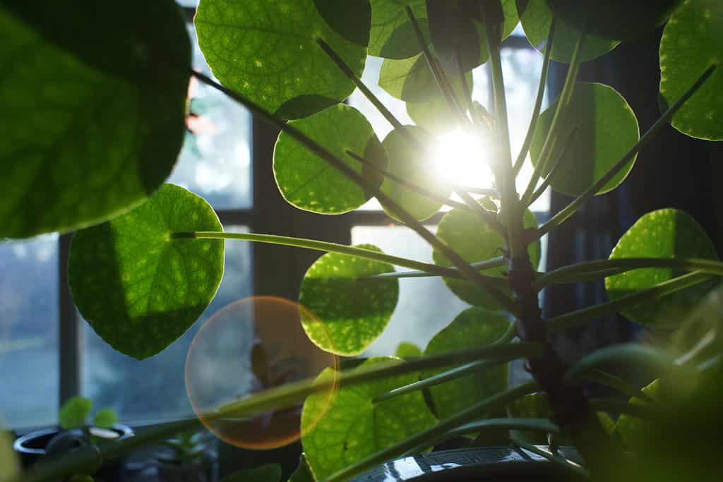 Pianta di denaro cinese in una finestra soleggiata con luce solare che scorre tra le foglie rotonde e verdi delle piante.  Lo stelo quasi verticale della pianta è inquadrato a destra, con le foglie che occupano la maggior parte dell'inquadratura tranne l'estrema sinistra.