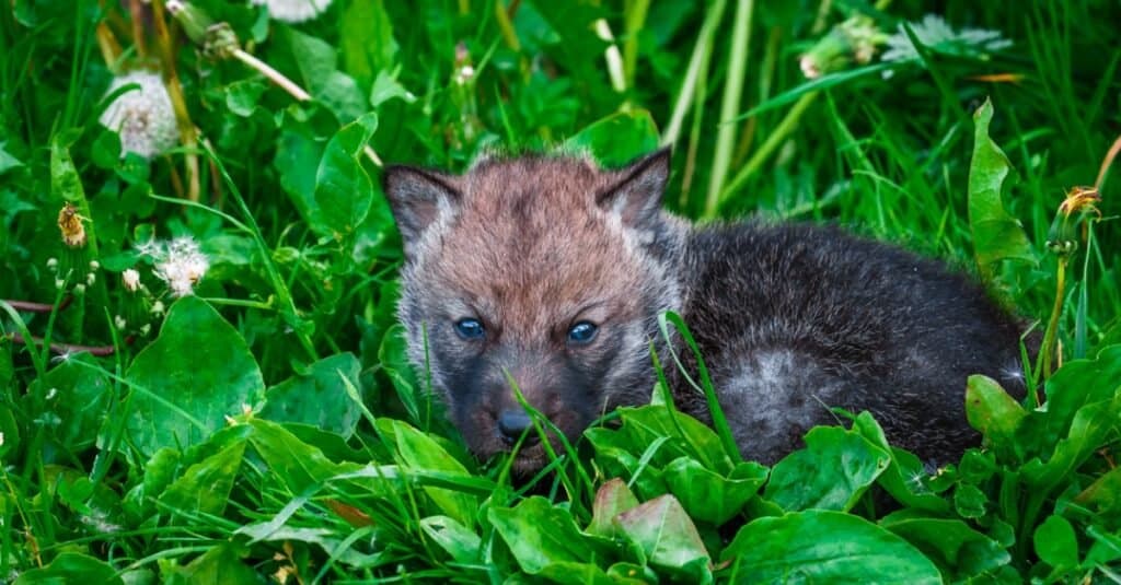 cucciolo di lupo bambino nell'erba