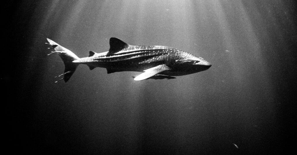 Cucciolo di squalo balena - in bianco e nero