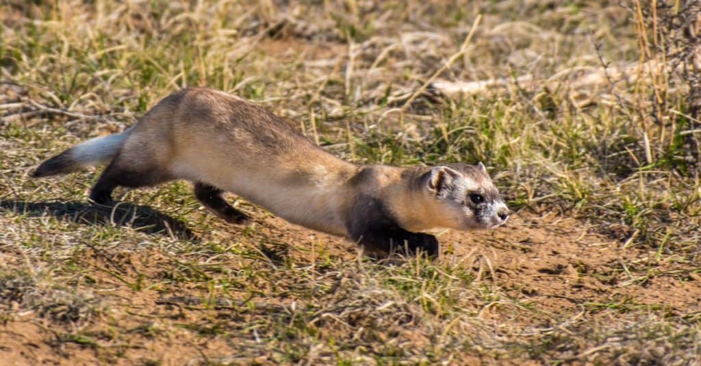 Furetto dai piedi neri nella prateria