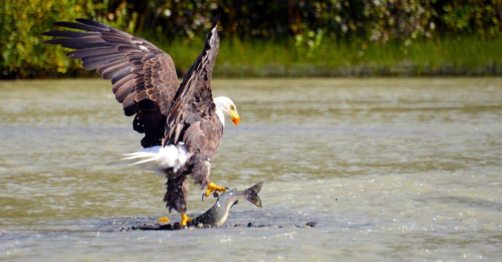 Falco contro Aquila - Aquila calva che cattura un pesce