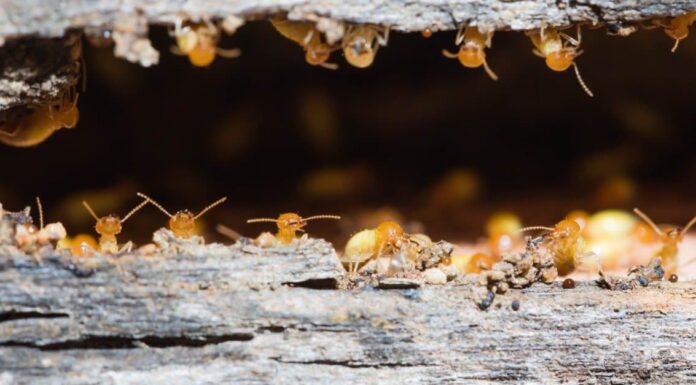 Danno da termite contro marciume del legno: come capire la differenza
