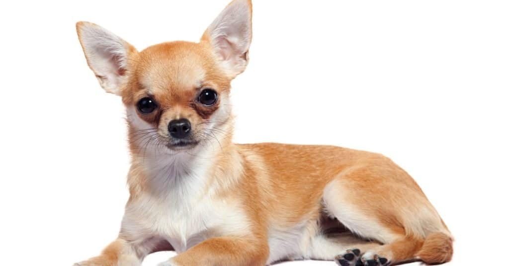 Chihuahua con testa di mela sdraiato, isolato su sfondo bianco.