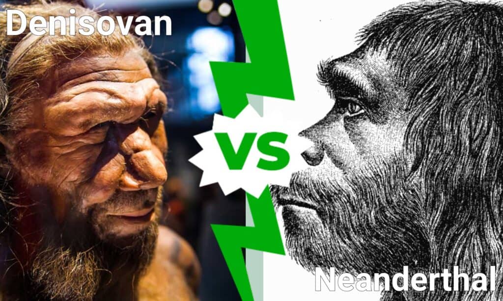 denisovan vs neanderthal