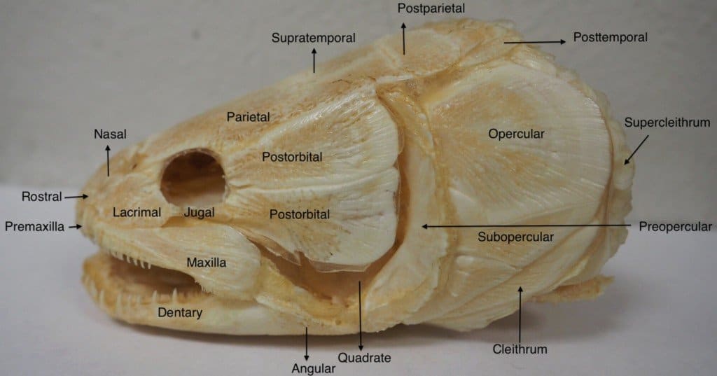 Denti Bowfin - Teschio Bowfin