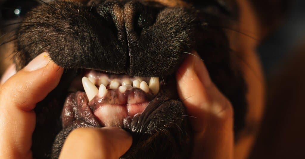 Denti del bulldog - un bulldog che mostra i suoi denti