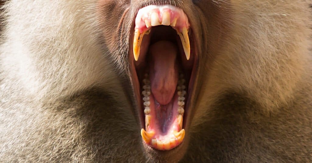 Denti del babbuino - Babbuino che sbadiglia