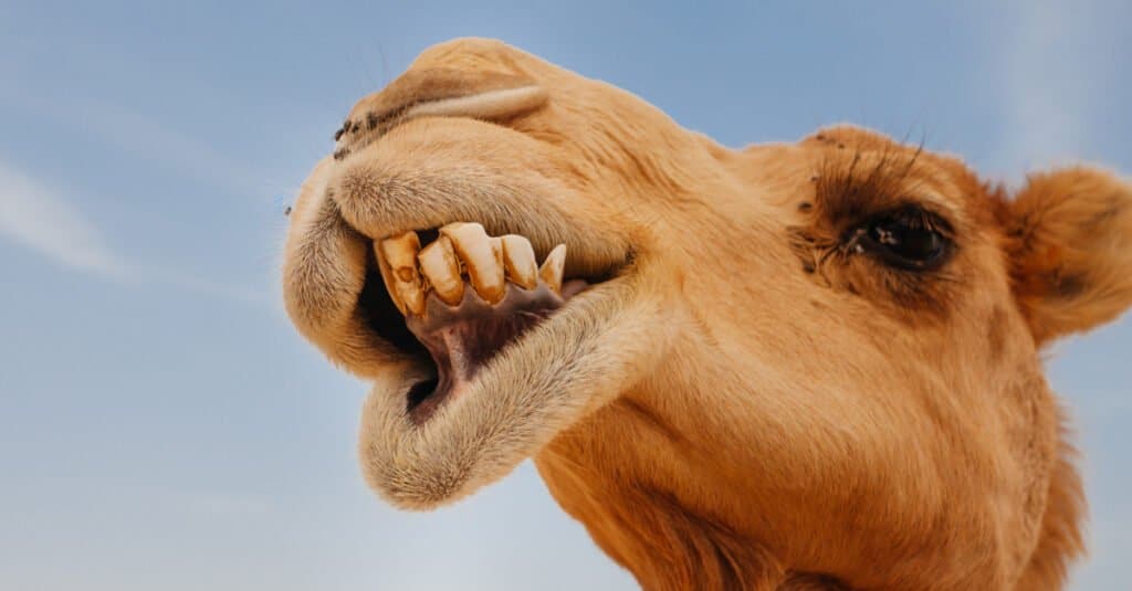 Denti di cammello