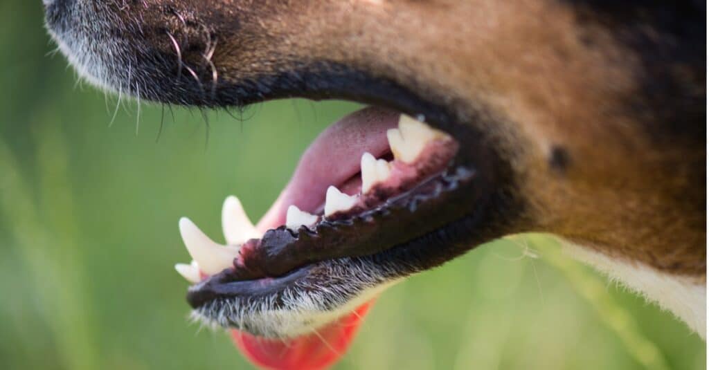 I denti bianchi e puliti di un cane sono rappresentati in primo piano.