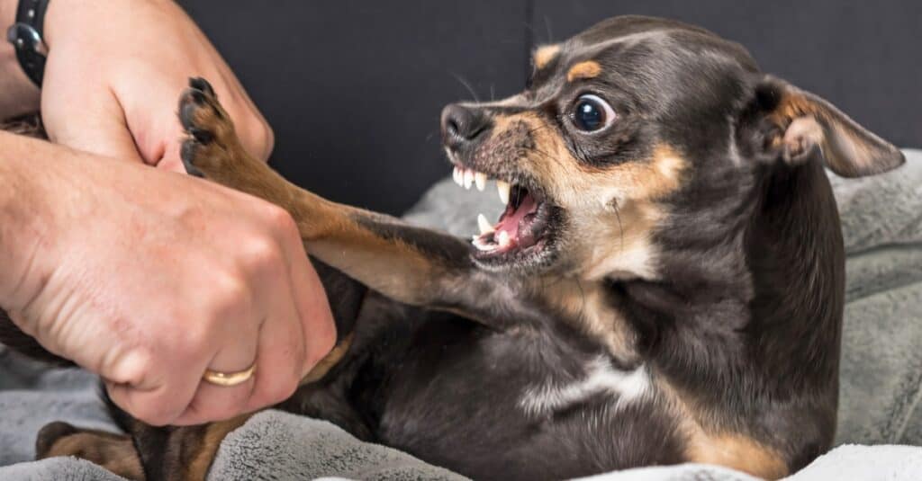 Chihuahua in procinto di mordere la mano di qualcuno
