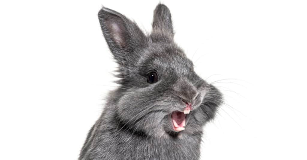 Denti di coniglio - Coniglio espressivo