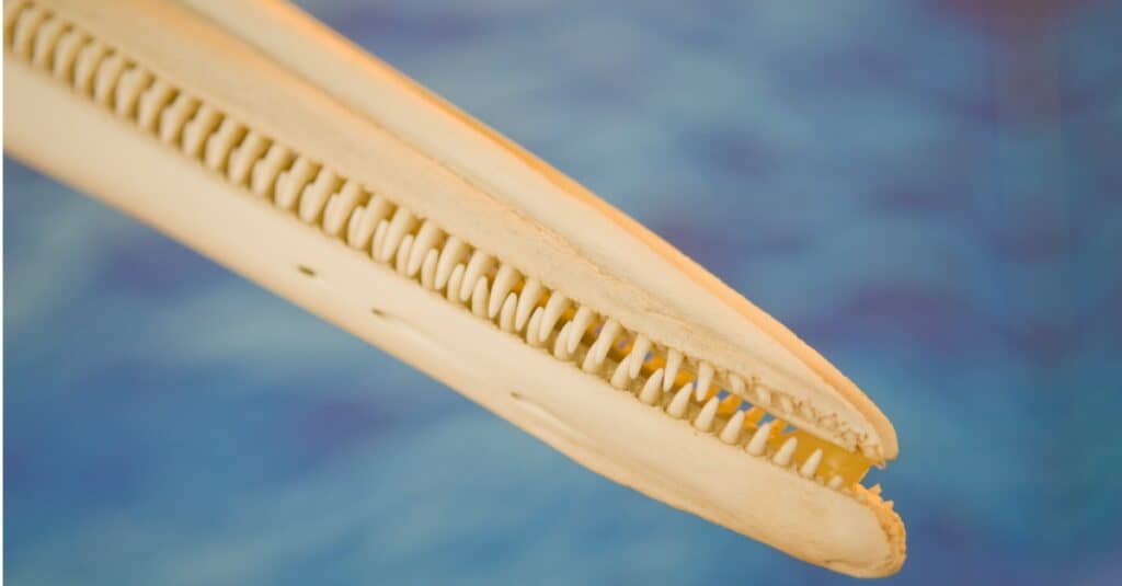 Denti di delfino - Osso mascellare di delfino