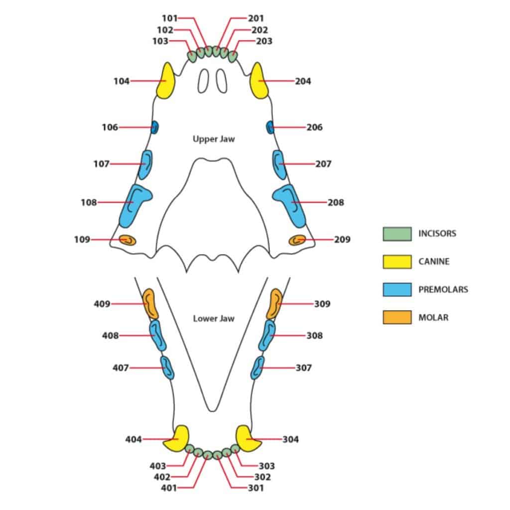 Schema dei denti di gatto 