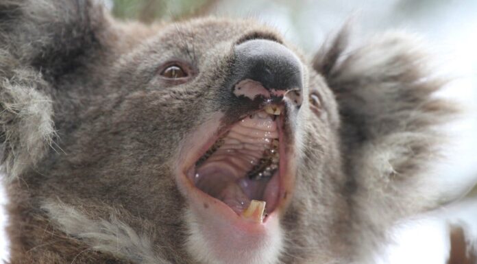 Denti di koala: tutto ciò che devi sapere
