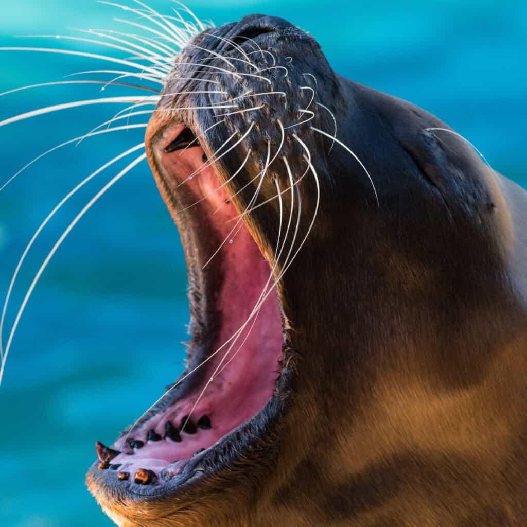 Leone marino - Denti e tutto quello che c'era da sapere