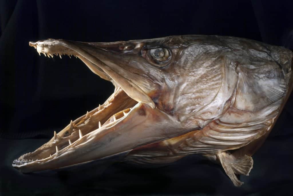 Denti di pesce luccio - Mascelle di un luccio