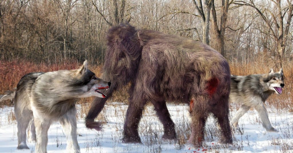 Confronto delle dimensioni del lupo - Dire Wolf con Baby Mammoth