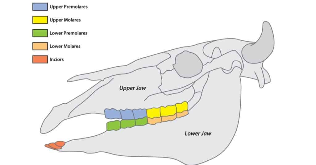 Denti di vacca - Schema dei loro denti