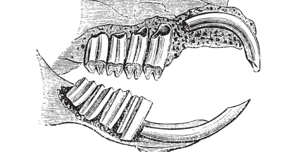 Denti di cavia - diagramma dei denti