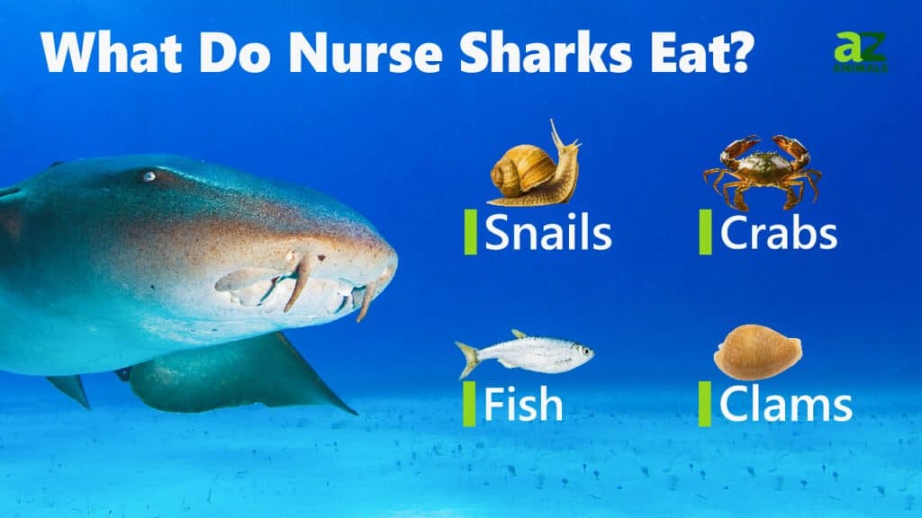 Cosa mangiano gli squali nutrice
