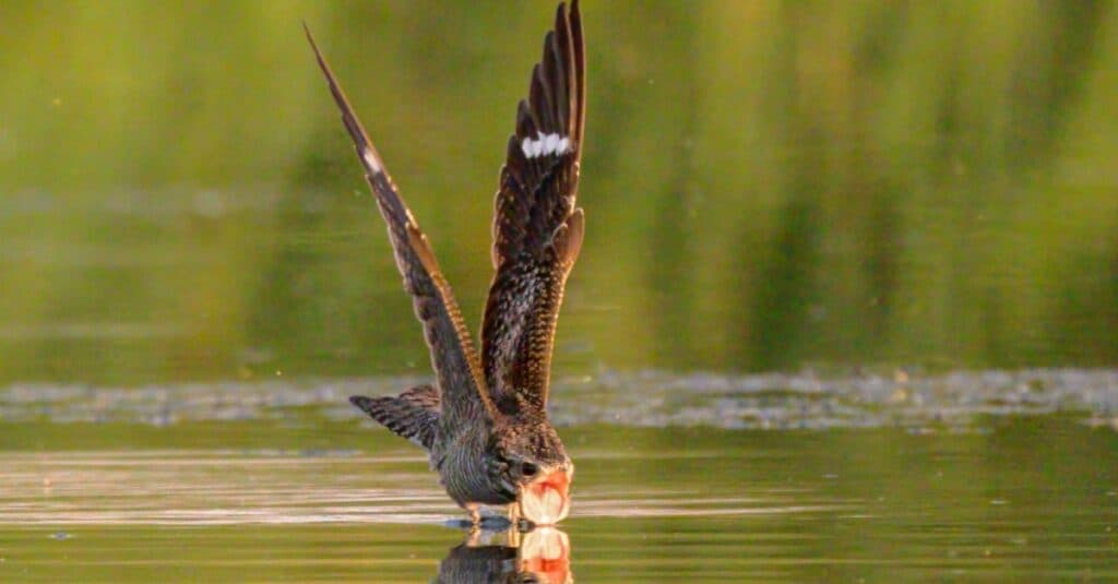 Uccello noto per la striscia bianca sull'ala: Nighthawk comune 
