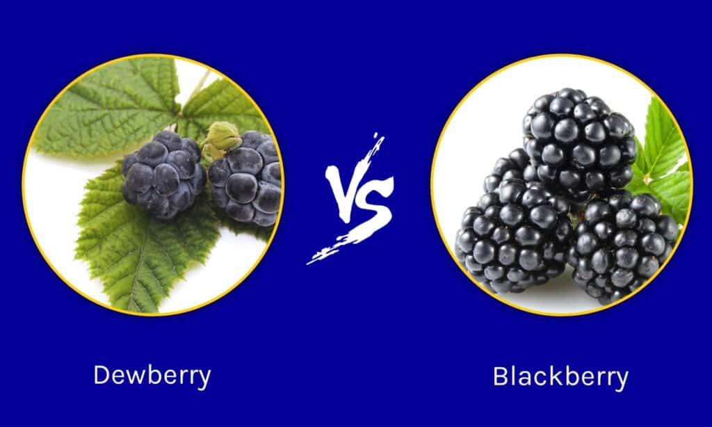 Dewberry contro Blackberry