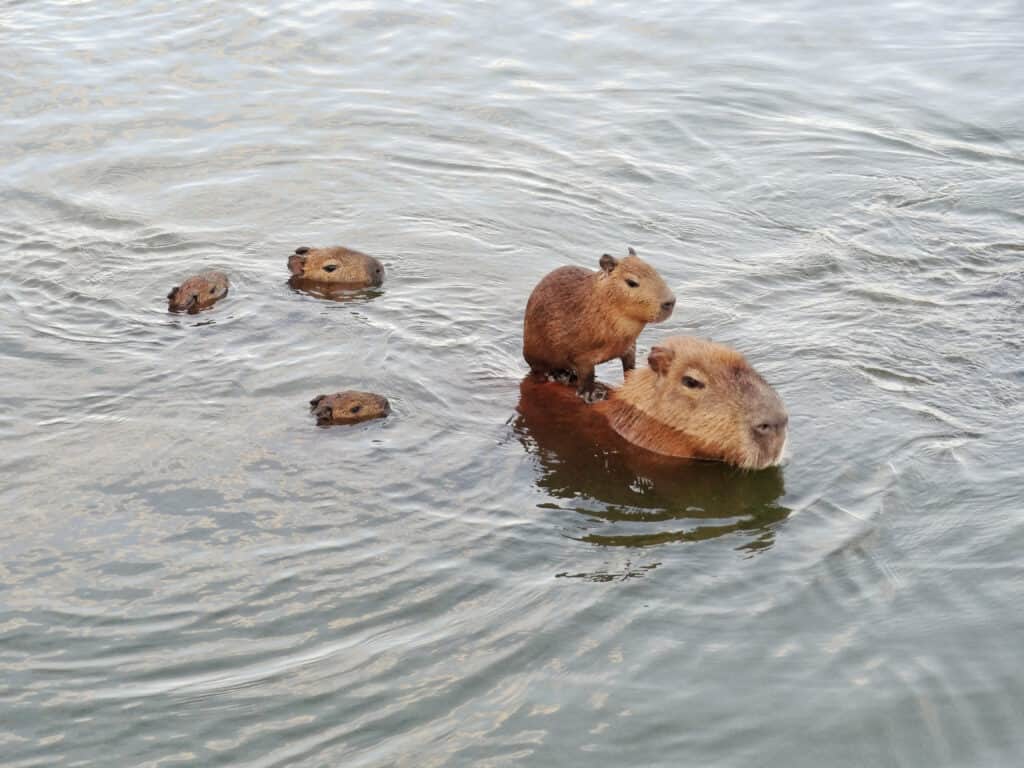 Famiglia di capibara che nuota in un lago in Brasile