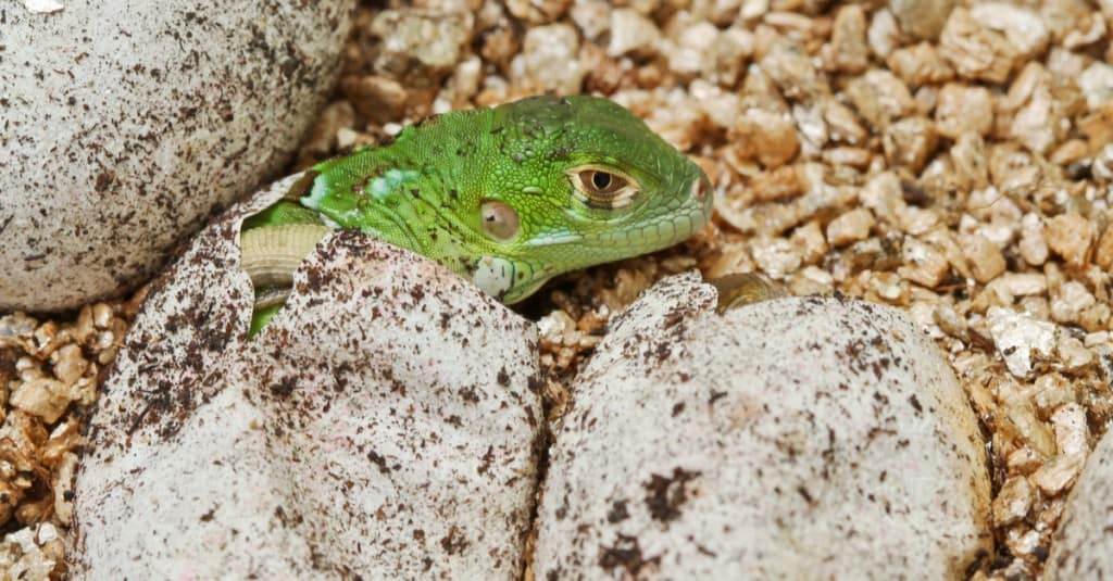 baby-iguana-verde-che-cova-dall'uovo