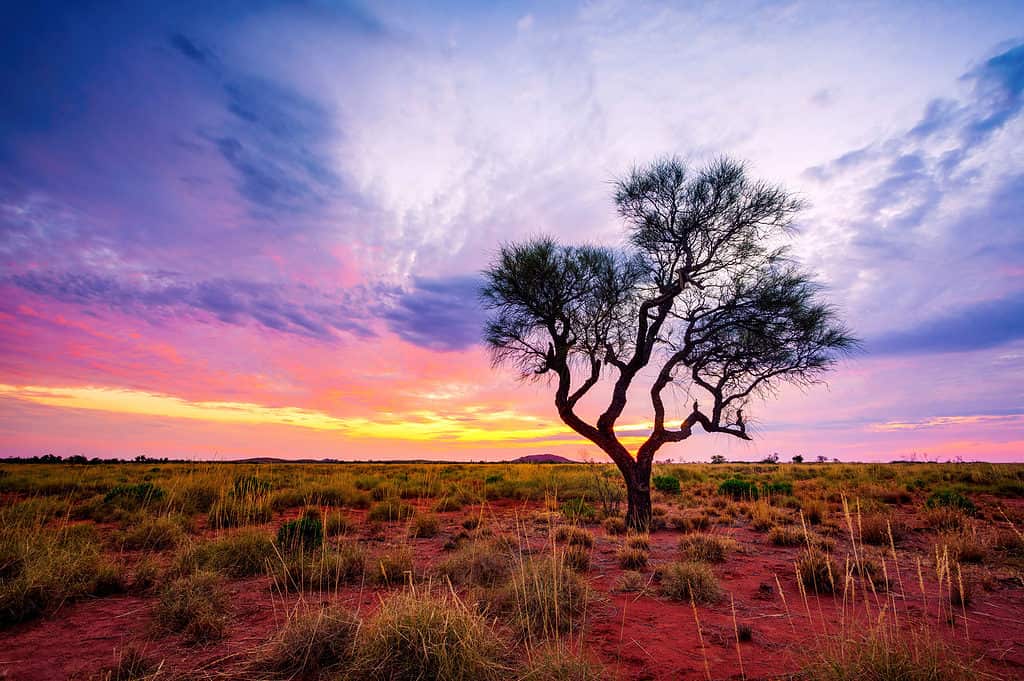 Albero di Hakea, regione di Pilbara, Australia occidentale