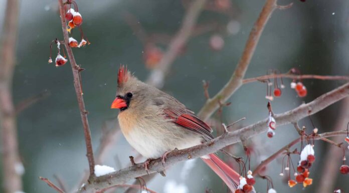 Dove vanno i cardinali in inverno?
